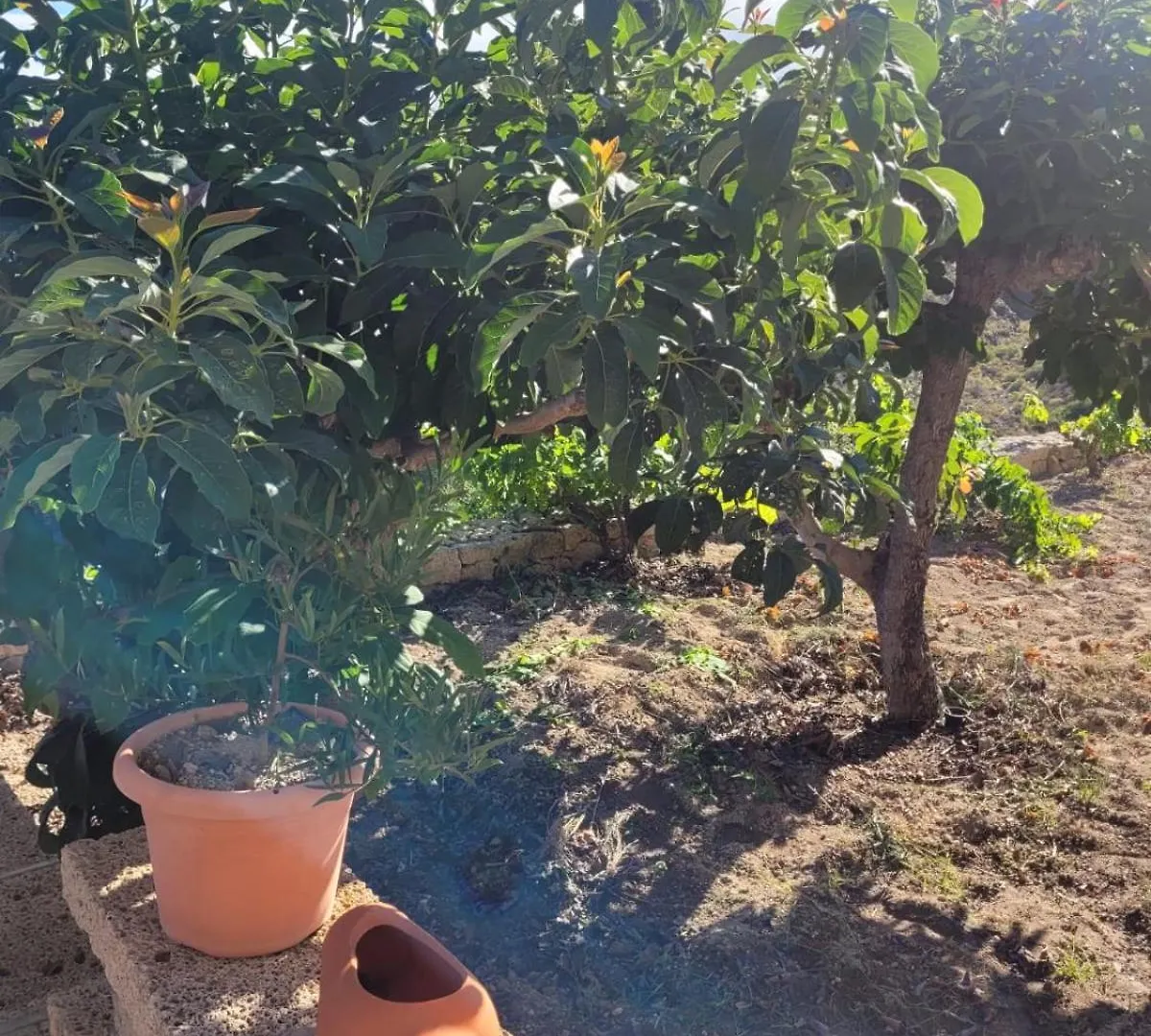Fasnia Casa Rural Achacay
